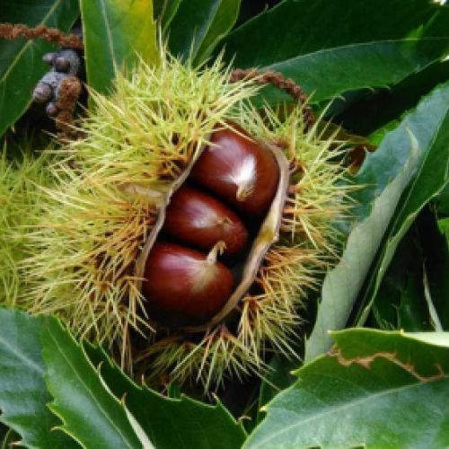 Detalle de la castaña en el árbol