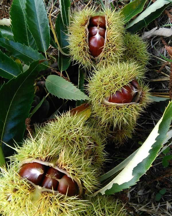 Transformación y comercialización de castañas