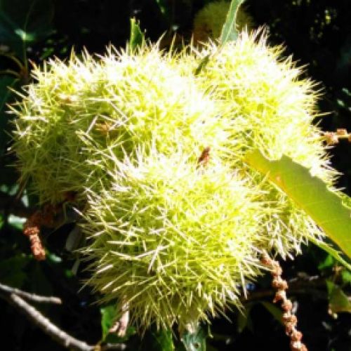 Castañas recién recogidas del árbol