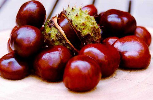 Características de las castañas