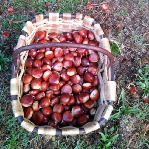 Cesta con una selección de nuestras castañas recién recogidas